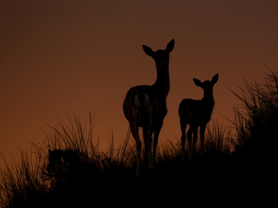 Al weer een tijdje geleden was ik maar liefst 2 x in de duinen. Aan het naderende einde van de dag zag ik deze moeder en kind achterom kijken vanaf een mooi hoog standpunt.