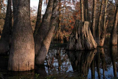 Niet dat ik bij het toeristenbureau van Louisiana werk, maar deze wilde ik toch nog even laten zien tussen alle sneeuwfoto's. 
We voeren met een vissersbootje door de swamp en stuitten tussen de tupelo naaldbomen op deze boomstronk. Hij leek er bijna als een fotografische attractie neergezet, voor een echte cliche-wildernisfoto. Maar netals bij zonsondergangen is ook 'echte wildernis (wat dat ook moge zijn) 'nu eenmaal vaak een plaatje waard, origineel zijn heeft soms zijn beperkingen.