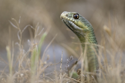 Deze forse slang heeft de gewoonte om nieuwsgierig de het voorste deel van zijn lichaam en kop op te richten om zijn omgeving af te speuren.
