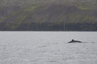 Vanuit Husavik zijn we mee geweest met een walvistocht. Naast witsnuitdolfijn en noordelijke butskop zagen we 2 dwergvinvissen. Ik vind dit wel een leuk resultaat.