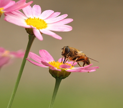 Een wat zoete opname van een Blinde Bij. Dit dier zat op de Margieten in de tuin.