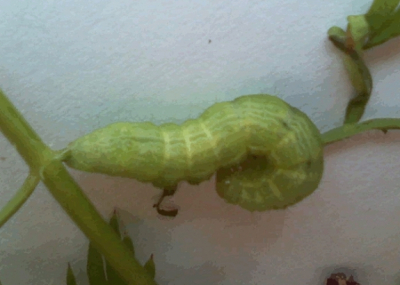 Ik was de bak met worteltjes en bietjes aan het snoeien (rotte bladeren eruit enzo), en mijn oogst bleek 6 rupsen en een pop te zijn. Waaronder deze...