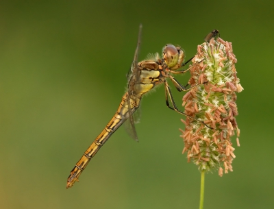 Vanmorgen vroeg erop uit geweest, helaas meer wind en weinig dauw dan de afgelopen week. Toch nog wat aardige plaatjes kunnen maken.

Gr Henny

WWW.HSNATUREPHOTO.COM