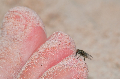 Eerder op de dag, en op een ander strandje dan waar de 'Bee-like robberfly' was vastgelegd. Lang hebben we het niet uitgehouden op deze plek. Het zijn pijnlijke steken die deze rakkers afleveren, en er vlogen er veel te veel rond.

Hier een foto van een steekvlieg in actie (het uitgestoken monddeel is duidelijk te zien). Heb deze keer bewust gekozen voor een foto van de vlieg in zijn omgeving ipv een macro-opname. 
Foto is uit de hand, ingeflitst.