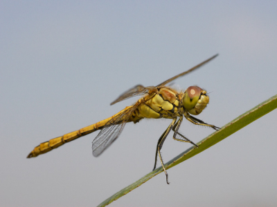 Vorige week donderdag met een vriend naar de Biesbosch geweest, alwaar we ons hart konden ophalen aan het aantal libellen en vlinders.