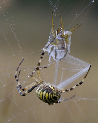 Vandaag was ik getuige van hoe een wespenspin een prooi zeer snel wist in te wikkelen met haar web. Ongelooflijk hoe snel de prooi helemaal ingewikkeld werd. In dit geval was hier een gerande oeverspin het slachtoffer.