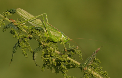 Deze grote jongen zat in een brandnetel, had hem eerst niet gezien maar doordat hij bewoog zag ik hem pas. 

Gr Henny

www.hsnaturephoto.com