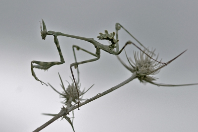 Diertje is amper 4 cm lang en haast niet te onderscheiden van het takje waarop hij zat. Pas wanneer je met een laag standpunt het silhouet pakt, zie je 'alien' in volle glorie.