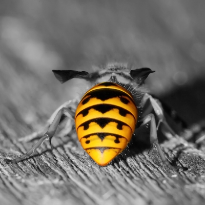 In eerste instantie had ik de foto gemaakt om een detailopname te krijgen van het achterlijf van een wesp. Echter, ik vond het detail in het achterlijf er niet echt uitspringen, en ben daarom maar eens weer aan de slag gegaan met layers. Zelf vind ik het een creatieve manier om (detail)opnames te versterken.