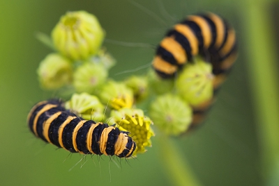 Op een jakobskruiskruid-plant zat een flinke groep zebrarupsen zich te goed te doen aan het eetbare. De mooie contrasterende kleuren zorgden ervoor dat ze zichtbaar waren. Met de camera en de macrolens op een eenpoot heb ik geprobeerd een mooie compositie te maken en tevens iets te doen met de scherptediepte. Bij deze foto heb ik het gevoel alsof de twee om elkaar heen draaien.