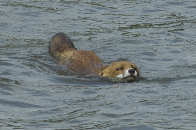 De vos kwam 's middags langs de vogelhut "Lepelaarsplassen" voorbij zwemmen. De eenden hadden totaal geen aandacht voor de vos.
