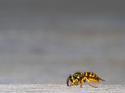Weer een opname uit het park nabij de universiteit gelegen. Hoewel het lijkt op wederom een bewerkte foto, is dit naturlijk. De wesp stak qua kleur prachtig af tegen het houten bankje. Heb voor de verandering weer eens gekozen om het insect in de foto wat meer ruimte te geven.