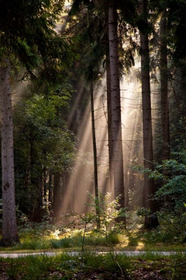 deze foto is gemaakt op een prachtige morgen nadat er een aantal flinke regenbuien geweeest waren. toen het bos opgewarmd werd door de zin kregen we dit geweldig mooie plaatje