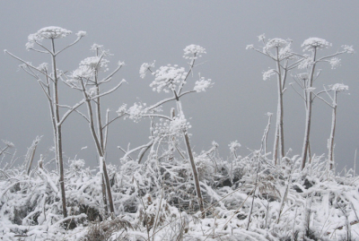 <i class='fa fa-user'></i> pepijn | Besneeuwde bereklauw in de mist  <i class='fa fa-eye'> 113</i>   <i class='fa fa-comment-o'> 2</i>