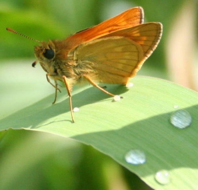 Wandelend langs de Slinge zag ik dit beestje op een blad zitten