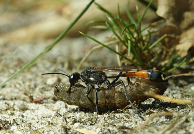 Nog een keer de rupsendoder van gisteren. Als de rups te groot is dan wordt deze lopend vervoerd. Heb hem zo<n 30 meter door het gras gesleept zien worden. Imposant gezicht.