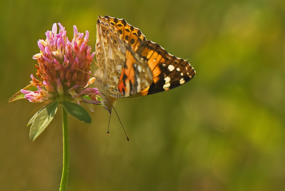 Gemaakt tijdens de vakantie. In een klein natuurgebiedje aan de rand van de camping was deze soort behoorlijk in aantal aanwezig. Het maken van de foto is absoluut geen makkie geweest. Het zijn geen stilzitters. Uiteindelijk laag bij de grond en behoedszaam benaderend is het gelukt.