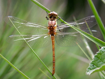 Natuurgebied in wording van het Gelders landschap.
Het betrefd hier een kaalslag( met veel poelen voor kikkers en libellen) geheel ontdaan van de bovenlaag(verschraling.)
Het is mooi om te zien hoe vlug moedertje Natuur weer haar intrede doet met o.a. veel ronde zonnedauw en gras soorten.
Hier vond ik ook deze libelle.
Minolta 7HI. F4.5 bij een sluitertijd van 1/180 sec.