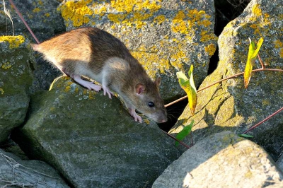 In de hoop enkele drinkende vogels te zien bij een strekdam aan het Haringvliet (in het kader van de wedstrijd op BP) zag ik opeens deze rat te voorschijn komen. Best wel een mooi dier!
