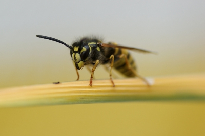 In de tuin, zat op een plant. Genomen met macro lens.