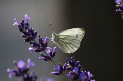 In mijn tuin zat deze vlinder zo mooi met tegenlicht op de lavendel