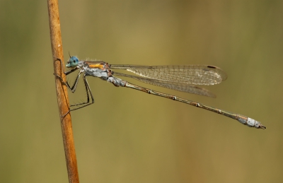 Vandaag een libellenplek gevonden waar honderden libellen zaten, nog nooit zoveel bij elkaar gezien. Vijverjuffers, Watersnuffels maar ook de grotere soorten.

Gr Henny

www.hsnaturephoto.com