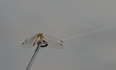 Naast fotograferen is vissen altijd al mijn levenshobby geweest. Het is altijd leuk om deze twee hobby's te combineren en daarom heb ik heb tijdens een karpersessie altijd mijn camera bij de hand.
Deze libel landde vlak voor mij op mijn hengeltop, waarna hij na enkele foto's jammer genoeg weer wegvloog.