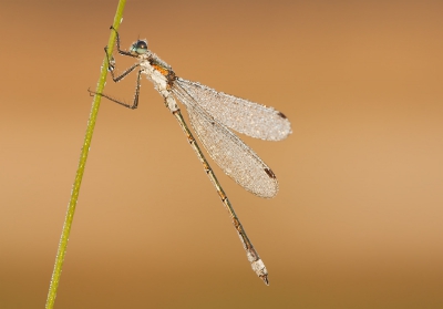Vanmorgen vroeg erop uit voor de libellen, met dauw erop geeft de libel wel wat extra's.

Gr Henny

www.hsnaturephoto.com