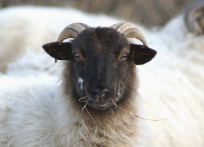 Het label dat het schaap in zijn oor had is weggewerkt met photoshop. Zo zag het schaap er wat beter uit.
Foto is genomen met de Konica Minolta 7D + 75-300mm
200mm
f5.6
1/250
ISO 200