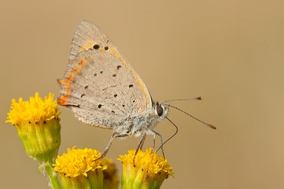 Deze ging er een aantal weken geleden tijdens de vakantie in Doorn mooi voor zitten. De kleine vuurvlinder als ik me niet vergis.