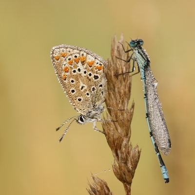 Icarusblauwtje en Waternsuffel s'ochtends vroeg op de ringpost. De dauwdruppels geven wel een toffe sfeer vind ik zelf.