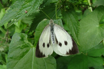 Vorige week het mannetje van het groot koolwitje, vandaag het vrouwtje.Een allerdaagse vlinder, maar zijn met open vleugels nog niet veel geplaatst