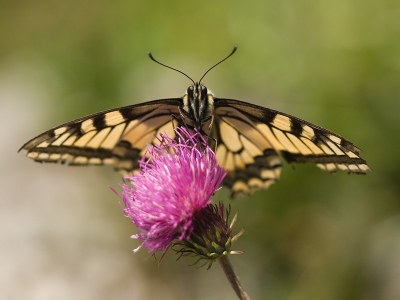 Dit was een van de soorten die op mijn verlanglijstje stond toen we op vakantie gingen. Halverwege de tweede week de eerste gezien en uiteindelijk ook goed kunnen fotograferen.
Canon 400D+Canon 100mm F2.8 Macro USM