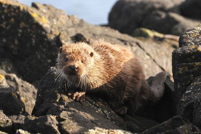Bij laag water en onder dekking van de klifrand, slopen we in camouflagekleding naar de plek waar de otters zagen spelen.Daarna doodstil zitten en wachten.
Na ongeveer een half uur kwamen de , die inmidd3els geslapen hadden, vlak voor ons tevoorschijn.