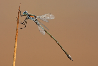 Vandaag toch erop geweest, geen dauw vanmorgen vroeg maar deze Pantserjuffer wilde wel even meewerken.

Gr Henny

www.hsnaturephoto.com