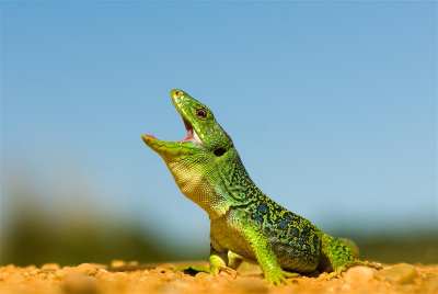 Plat op de buik liggend komen kleur en structuur van de hagedis mooi tot z'n recht
