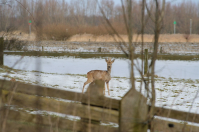 Op zoek naar vogels om mijn nieuwe camera te proberen en toen deze ontmoeting...
eos350d/sigma80/400APO,OS