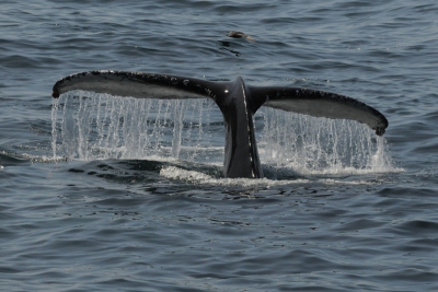 Een groepje bulruggen passeerde de boot op korte afstand, waarbij de staarten mooi getoond werden
Natuurlijk wel het klassieke beeld, maar dat is walvissen vaak het geval.