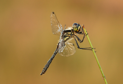 Voorlopig de laatste foto's van libellen gezien het weer van de komende week. Deze is van een week geleden, 2 zwarte heidelibellen gezien 1 vrouwtje en dit mannetje.

Gr Henny

www.hsnaturephoto.com