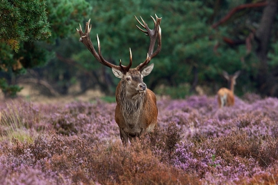 In de stromende regen gestaan en al het materiaal goed afgedekt, en dan blijven er toch maar weinig fotografen over, maar oh wat zijn juist dan de omstandigheden mooi. Dit hert kwam even dichtbij kijken op de hei en maakt op de dame in kwestie nog weinig indruk. Van bronst is nog geen sprake momenteel maar ook nu zijn er al fraaie beelden te maken.