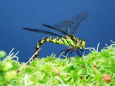 Gemaakt in mijn tuin met prachtig weer. Het vrouwtje legt haar eieren in het mos langs de vijver.