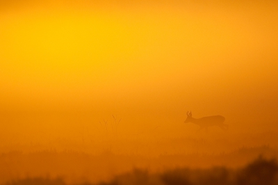 Ik heb lang zitten twijfelen welke tegenlichtfoto ik moest insturen want ik heb er 3. Op de andere twee stond de bok veel meer in beeld maar zelf vind ik dit de mooiste van de 3. Foto is gemaakt toen de zon maar net een paar minuten op was en er een klein laagje grondmist op de heide hing.