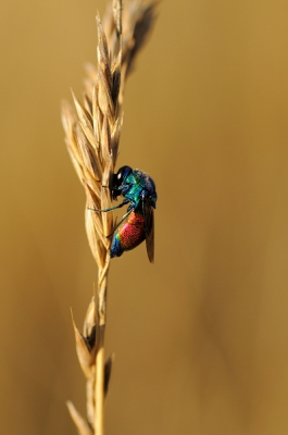 Was aan het zoeken naar nog slapende vlinders in het hoge gras toen ik ineens dit nog slapende Goudwespje zag. Zo'n kleurenbom kon ik niet nalaten ook op de plaat te zetten!