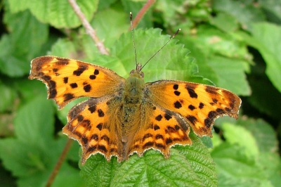 Mooie vlinder met een bijzondere vleugelvorm.Voordat ik met vlinderfotografie begon,was deze vlinder mij nog nooit opgevallen.