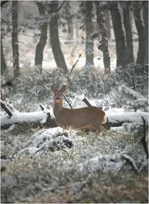 Tijdens een wandeling in de sneeuw een ree tegen het lijf gelopen. Deze stond in een prachtig landschap.