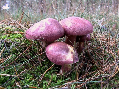 Deze paarse paddestoel vond ik qua kleur zo fascinerend maar heb geen idee wat het is. Misschien moest hij nog meer uitgroeien om goed te determineren