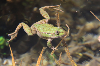Rond half 11 's ochtends gemaakt op ��n van de mooiste locaties bezocht in Albani�: Blue Eye.