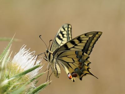 Had eigenlijk gehoopt op meer vogels, die lieten zich echter door de warmte niet zien. De vlinders des te meer! De Koninginnepages waren erg nerveus aan het foerageren op deze witte distels (wie weet de naam ervan?) en klapperden voortdurend met hun vleugels.