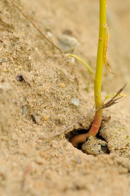 Was bezig wat plantjes te fotograferen in een drooggevallen poel. Op eens zag ik in mijn ooghoeken wat bewegen op een hoger gelegen zanderig stuk wat wat afgekalft was. Hier liepen diverse jonge Rugstreeppadjes en diverse exeplaren lagen nog in hun eigen holletjes. Doordat ze allemaal op een verhoging zaten en ik op de drooggevallen bodem van de poel stond kon ik ze zonder verstoring benaderen en fotograferen. Ik heb ze ook wel groter in beeld, maar vindt deze opname wel sprekend.