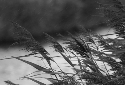 Met loeiende tegenwind naar de Scherpenissepoler gefietst. Mijn moeite werd al snel beloond doordat twee boomvalken mij een prachige lucht/jacht-show verzorgden. Later deze opname gemaakt bij de vogelhut daar, waar ik schuilde voor de regen.